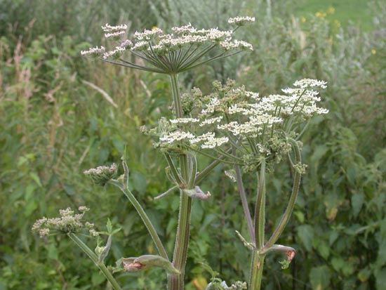  Image name: panace4.jpg 
 width: 550 pixel 
 height: 413 pixel 
 Size: 90667 bytes 
 Click to enlarge 